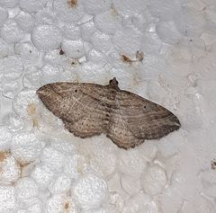 Costaconvexa polygrammata