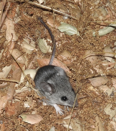 Brush Deermouse (Peromyscus boylii)