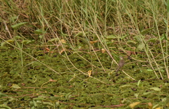 Prinia inornata