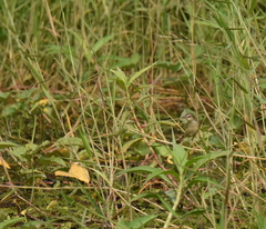Prinia inornata