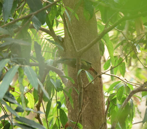 Red-vented Barbet (Psilopogon lagrandieri), photo 6