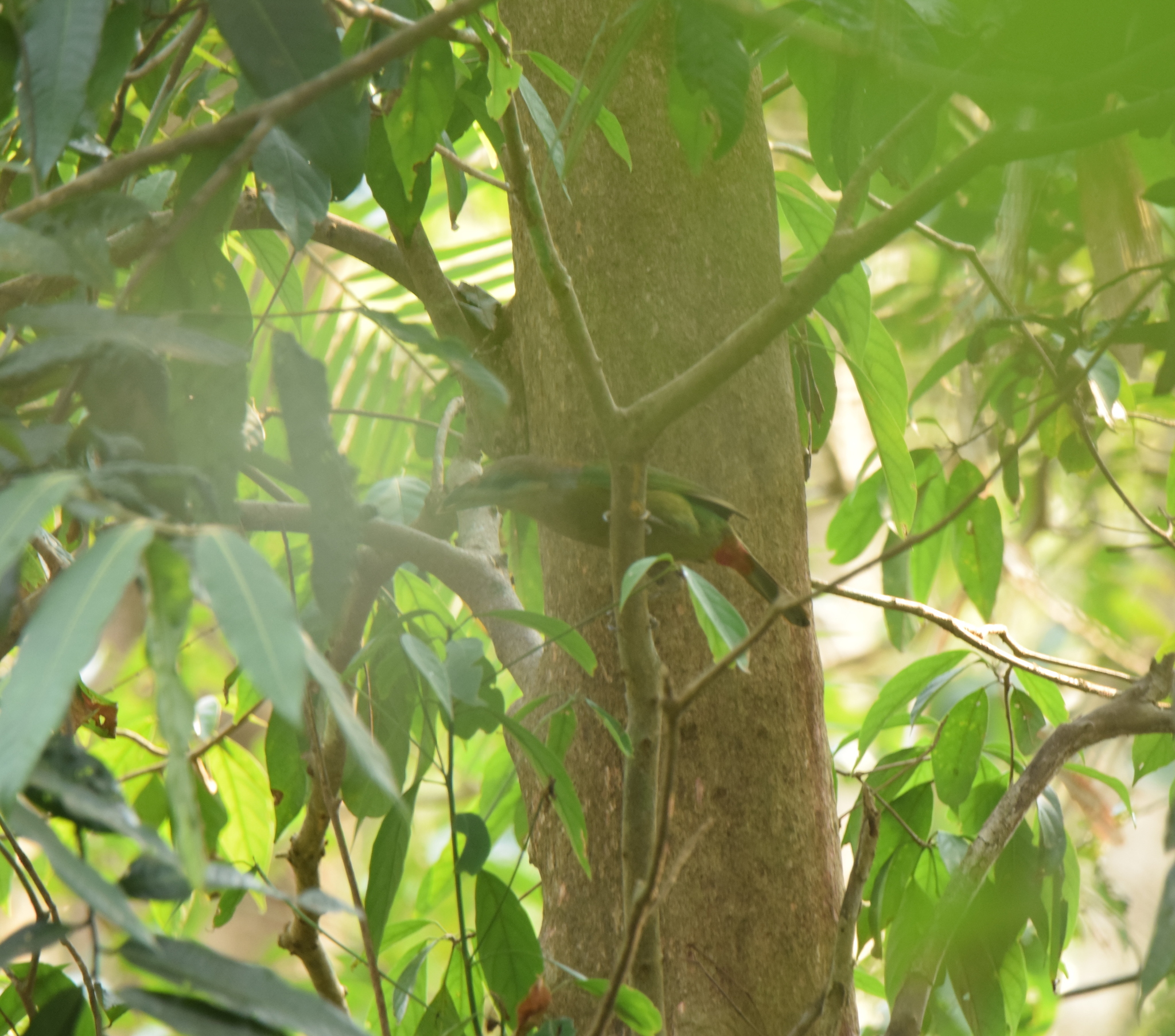 Red-vented Barbet (Psilopogon lagrandieri), photo 1