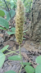 Uraria lagopodioides