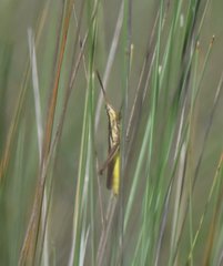 Mermiria intertexta