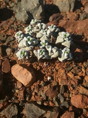 Crassula deltoidea