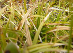 Carex concinna