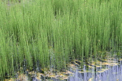 Equisetum palustre