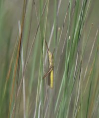 Mermiria intertexta