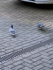 Columba livia domestica