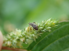 Charagochilus longicornis