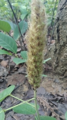 Uraria lagopodioides