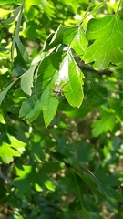 Philodromus
