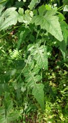 Senecio scandens incisus