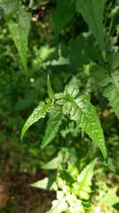 Senecio scandens incisus