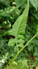 Senecio scandens incisus