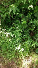 Senecio scandens incisus