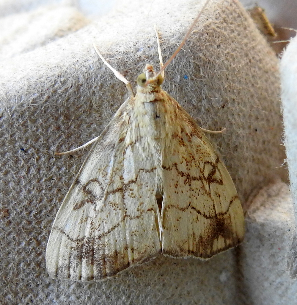Tom Moth Purple-backed Cabbageworm Moth from Tompkins, New York, United States ...