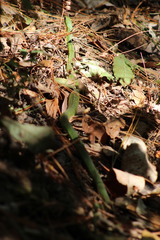 Drymobius chloroticus