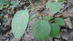 Uraria lagopodioides