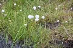 Eriophorum scheuchzeri