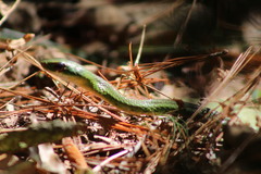 Drymobius chloroticus