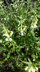 Scutellaria californica