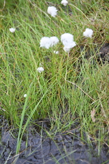 Eriophorum scheuchzeri