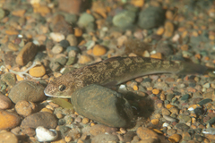 Eleginops maclovinus