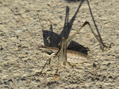 Pterolepis spoliata
