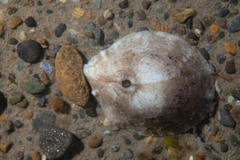 Fissurellidea