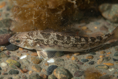 Eleginops maclovinus