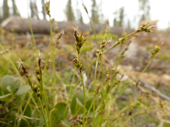 Carex concinna
