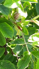 Rhagonycha fulva