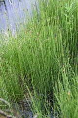 Equisetum palustre