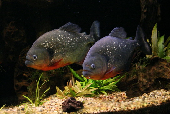 ピラニア　カリブ　DE　VENEZUELA Black Spot Piranha (Pygocentrus cariba) · iNaturalist