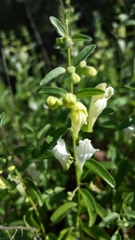 Scutellaria californica