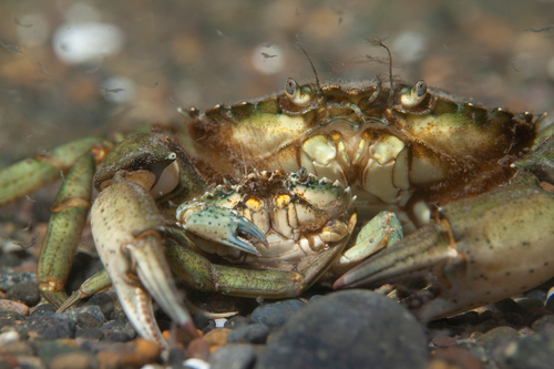 European Green Crab, photo 8 of 10