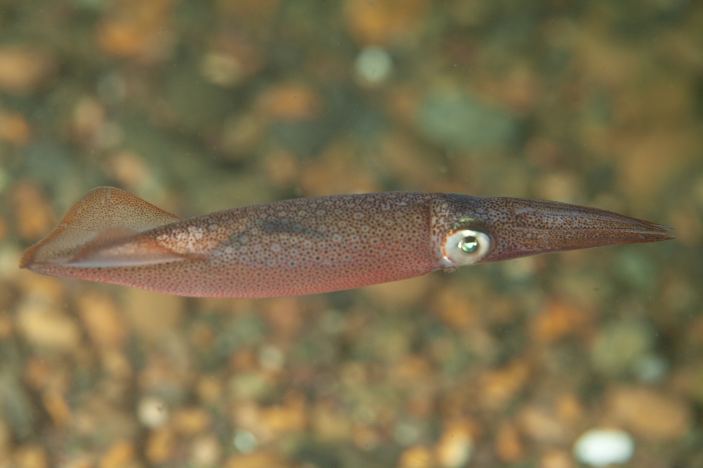 São Paulo Squid
