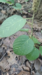 Uraria lagopodioides