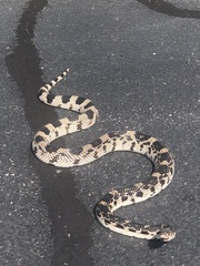 Pituophis melanoleucus melanoleucus