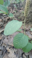 Uraria lagopodioides