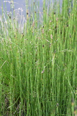 Equisetum palustre