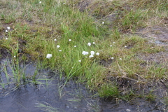 Eriophorum scheuchzeri