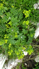 Alchemilla glaucescens