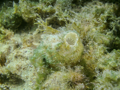 Ascidiella aspersa