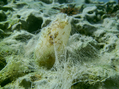 Ascidiella aspersa