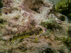 Helcogrammoides cunninghami