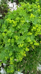 Alchemilla glaucescens