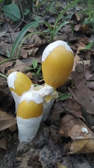 Amanita hemibapha