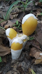 Amanita hemibapha